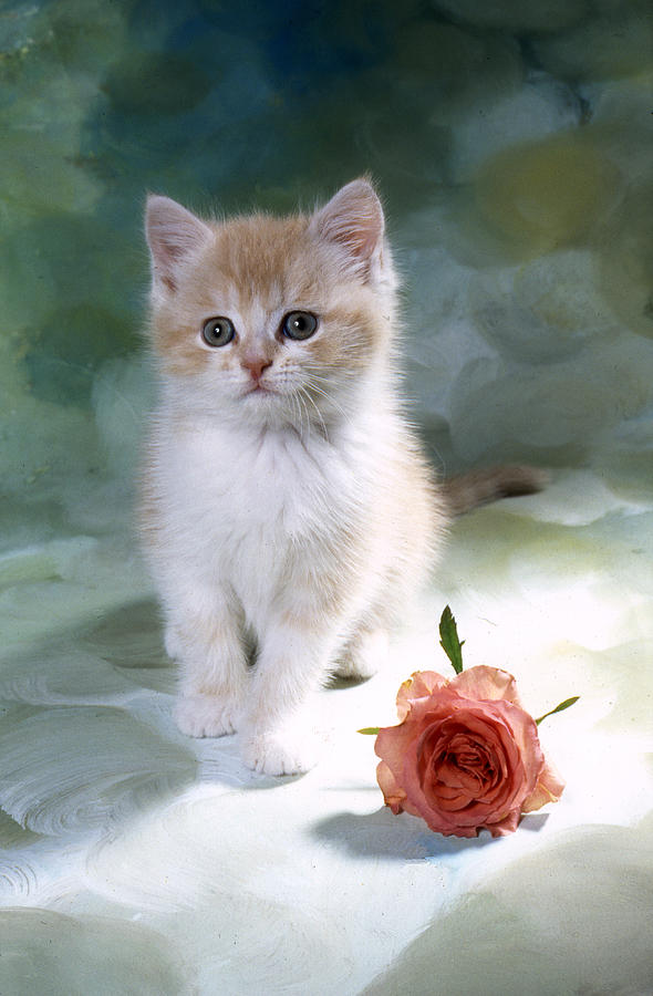 Animal Photograph - Fs1853 Kitten & Pink Rose by Art House Design