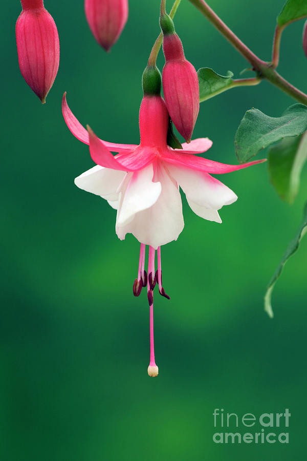 Fuchsia ‘alice Hoffman’ Photograph by Geoff Kidd/science Photo Library