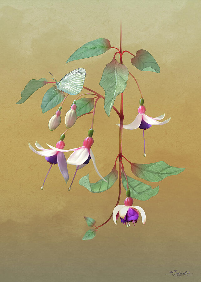 Fuchsia and Butterfly Digital Art by M Spadecaller