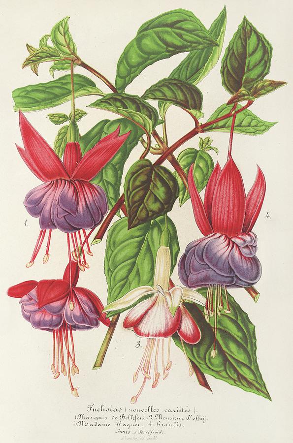 Fuchsia Painting by Charles Antoine Lemaire