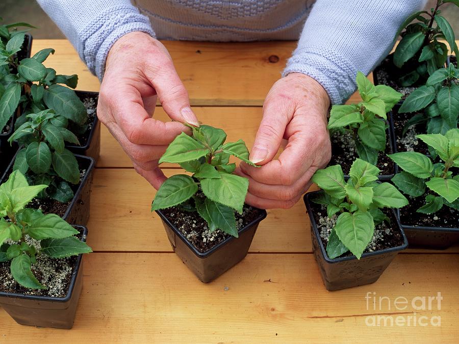 Fuchsia Cuttings Photograph by Geoff Kidd/science Photo Library