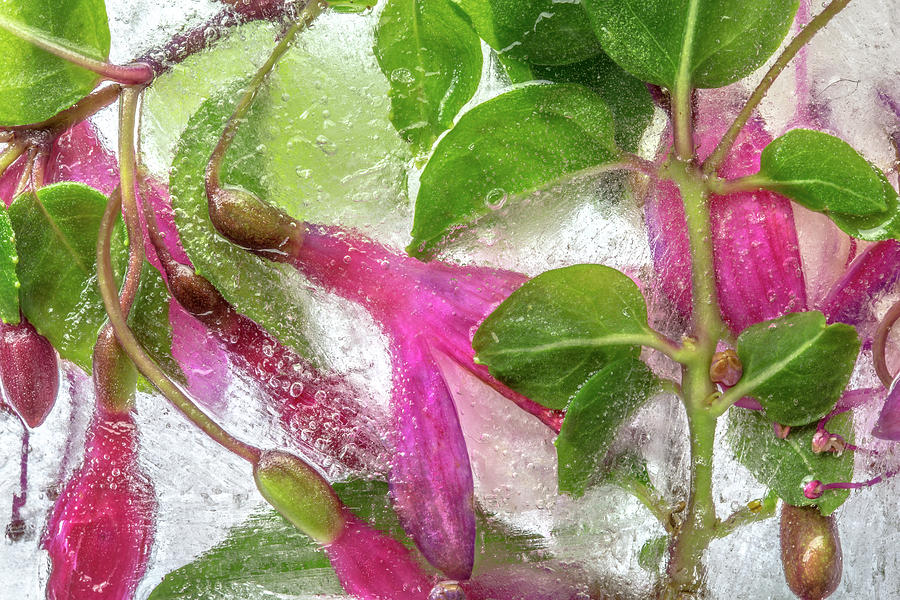 Flower Photograph - Fuchsia Freeze by Mandy Disher