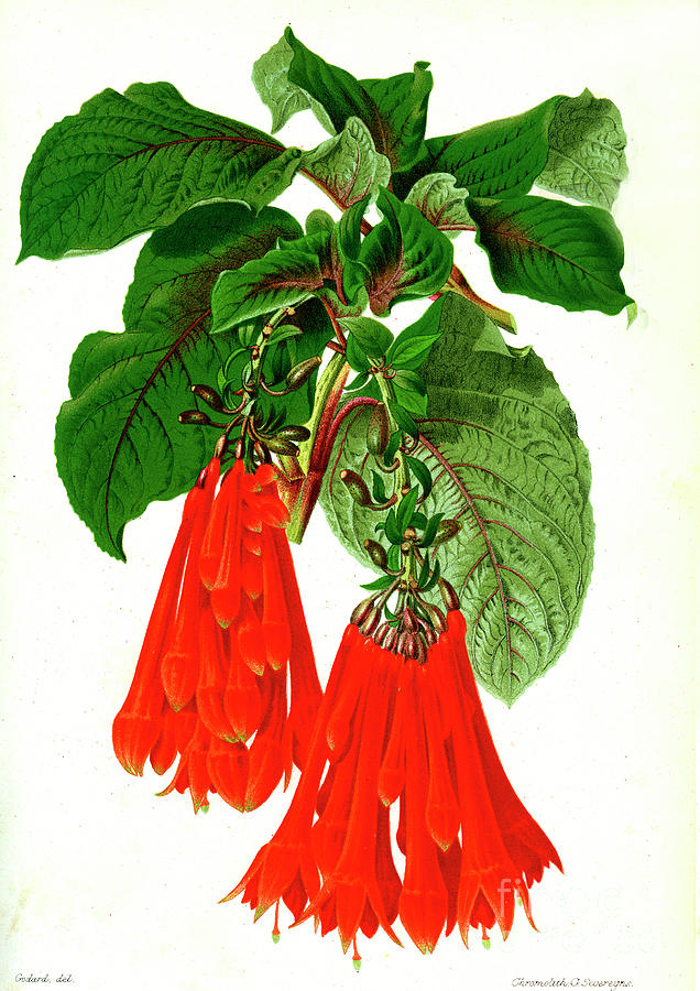 Fuchsia Fulgens Photograph by Collection Abecasis/science Photo Library