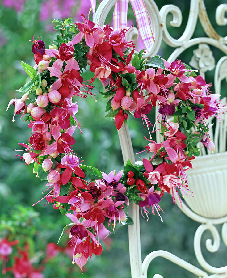 Fuchsia Heart Photograph by Friedrich Strauss - Fine Art America