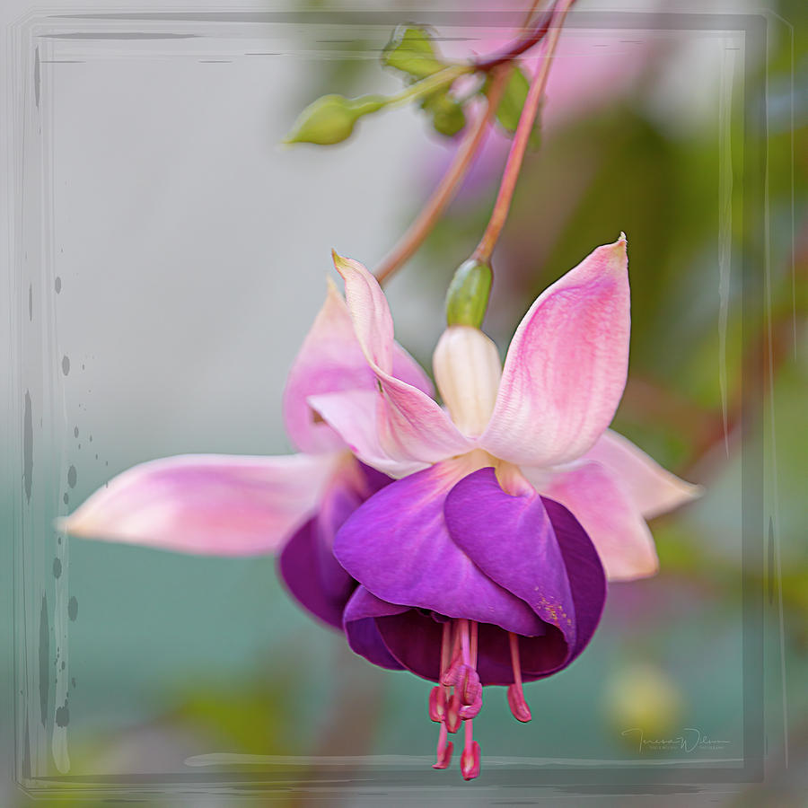 Fuchsia Square by TL Wilson Photography Photograph by Teresa Wilson