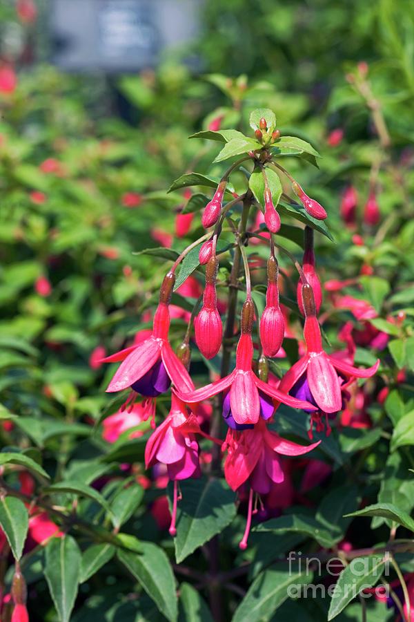 Fuchsia tom Thumb Photograph by Dr Keith Wheeler/science Photo Library