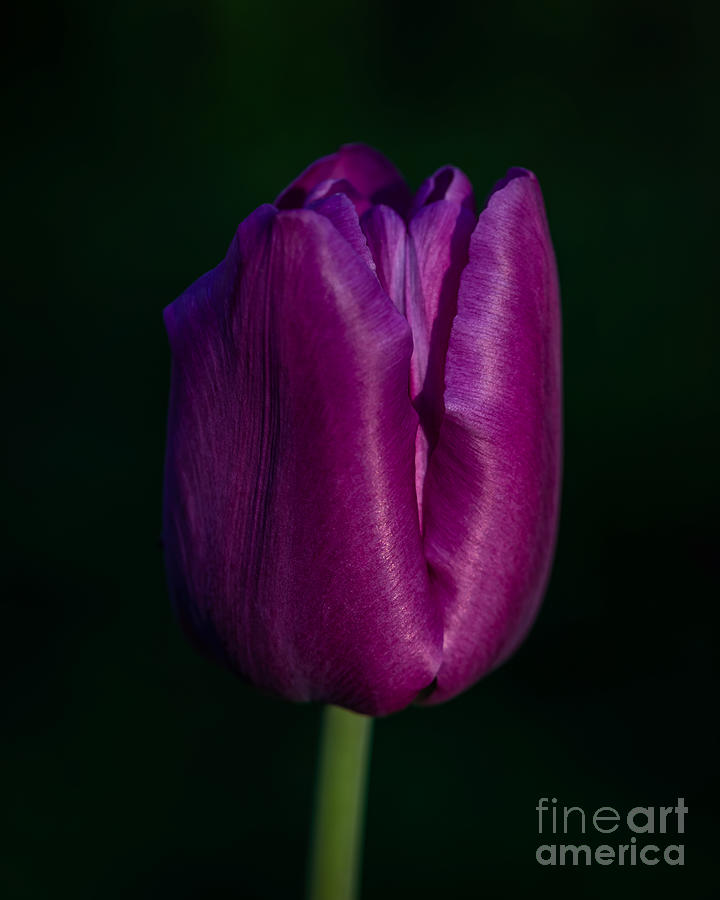 Fuchsia Tulip Photograph by Alma Danison