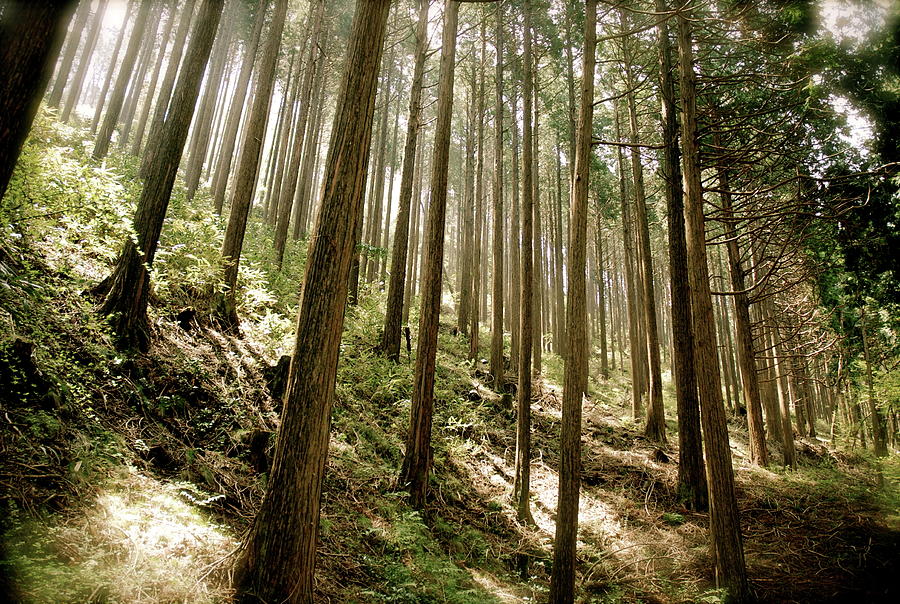 Fuji-hakone-izu National Park by Jaime Perez Photography