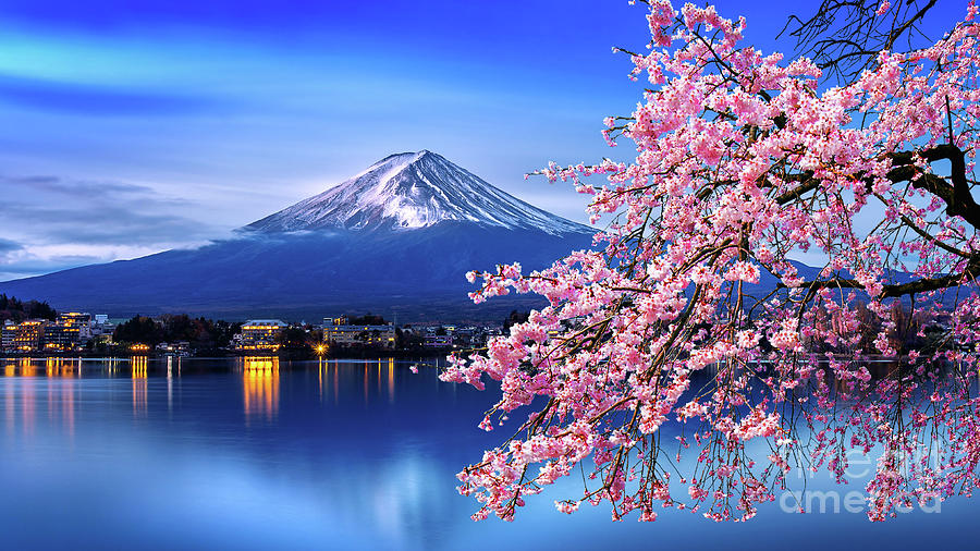 Fuji Mountain And Cherry Blossoms Photograph by Tawatchaiprakobkit