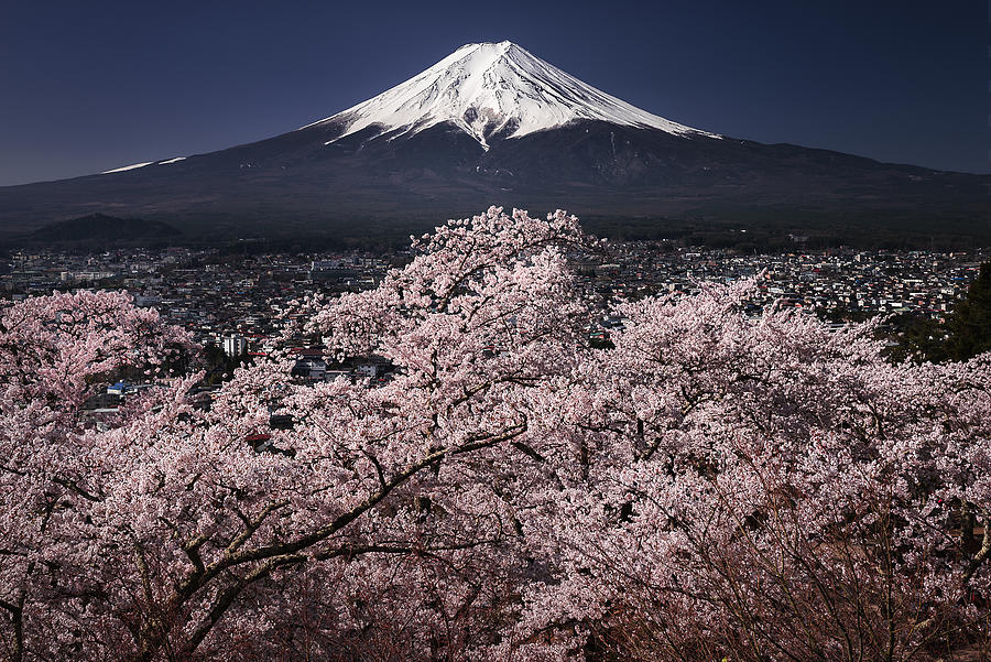 Fujiyama & Sakura Photograph by Udataro