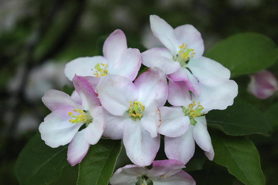 Full Bloom Apple Blossoms Photograph by David T Wilkinson