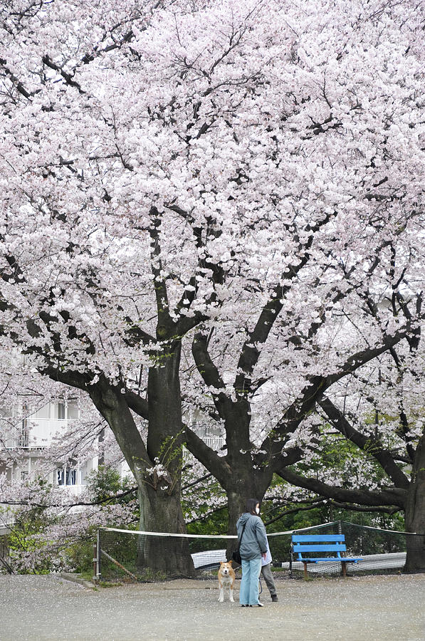 Full-bloomed Sakura Photograph by Akiko Aoki