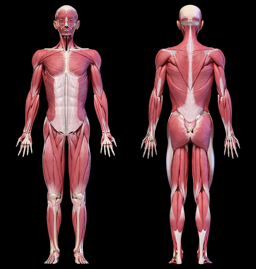 Full Body Views Of Male Muscular Photograph by Pixelchaos