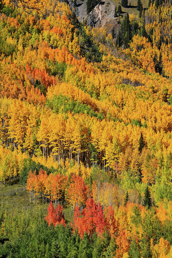 Full Color In Colorado Photograph