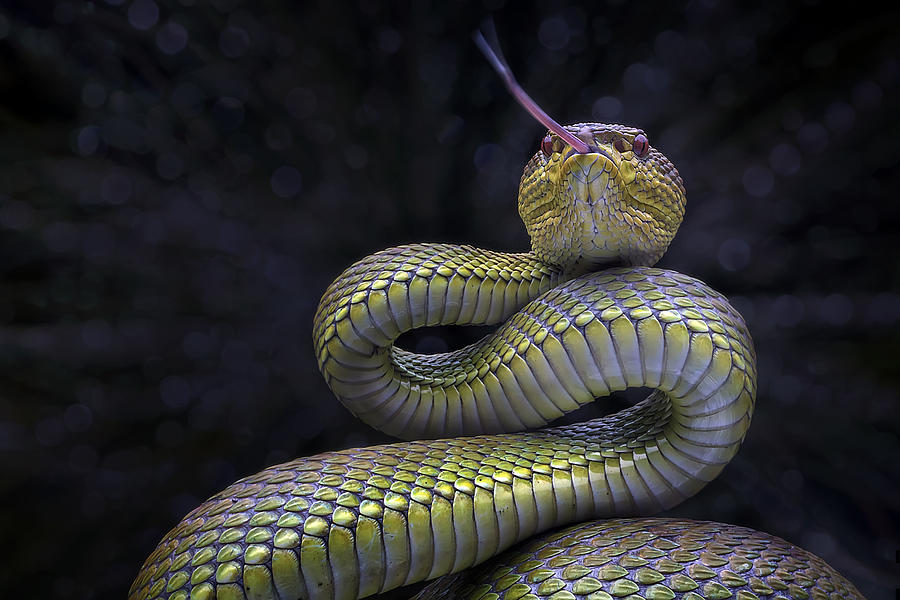 Snake Photograph - Full Defensive Position by Fauzan Maududdin