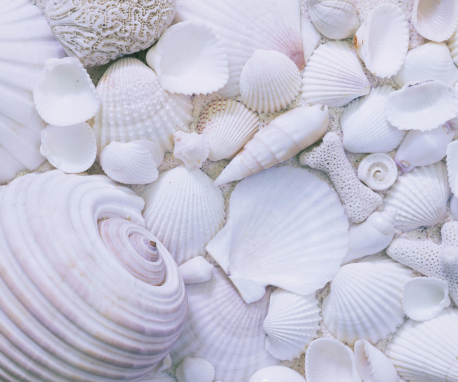 Full Frame Of Shells Photograph by Hiroshi Higuchi