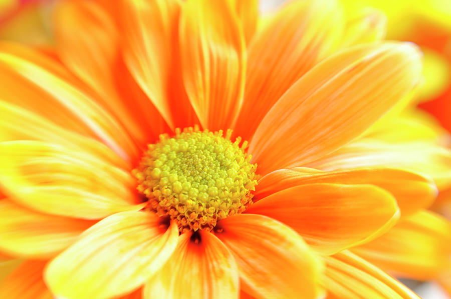 Full Frame Orange Daisy Macro Selective Photograph by Jpecha