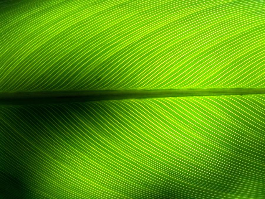 Full Frame Shot Of Green Leaf Photograph by Kiyoshi Nasu / Eyeem Full Frame Shot Of Green Leaf Photograph by Kiyoshi Nasu / Eyeem