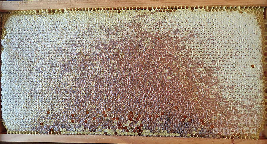 Full Frame Of Lovely Honey Photograph