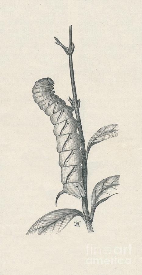 Full-grown Caterpillar Of The Privet Drawing by Print Collector