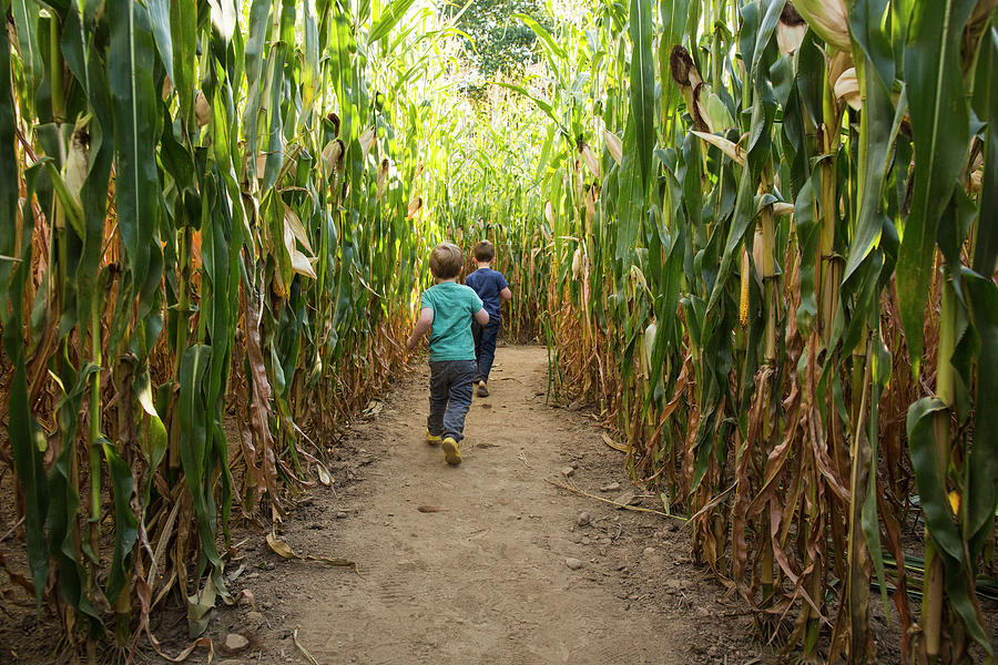 Full Length Of Carefree Brothers Running Through Corn Maze Photograph ...