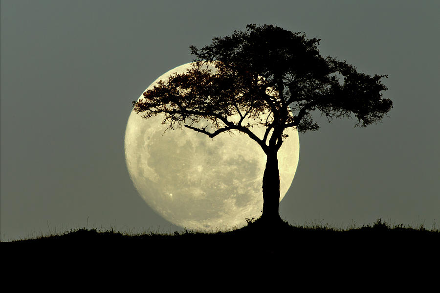 Full Moon And Tree Silhouetted At Dusk Photograph by Adam Jones