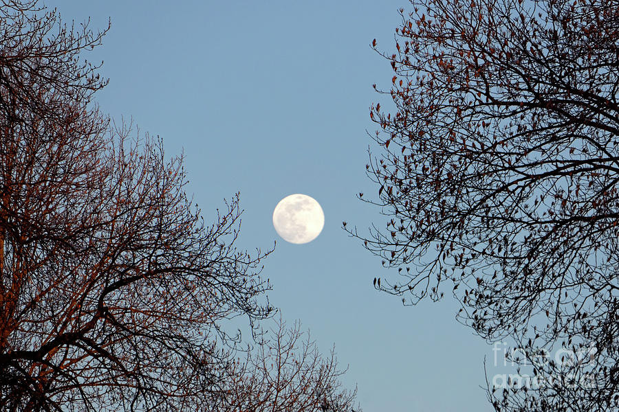 Full moon and trees Photograph by John  Mitchell