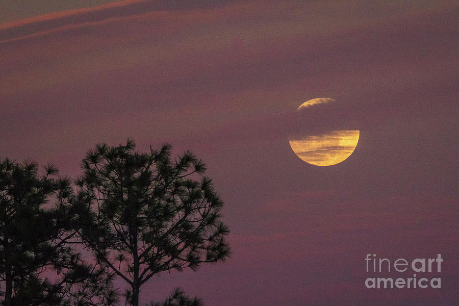 Full Moon and Trees Photograph by Tom Claud
