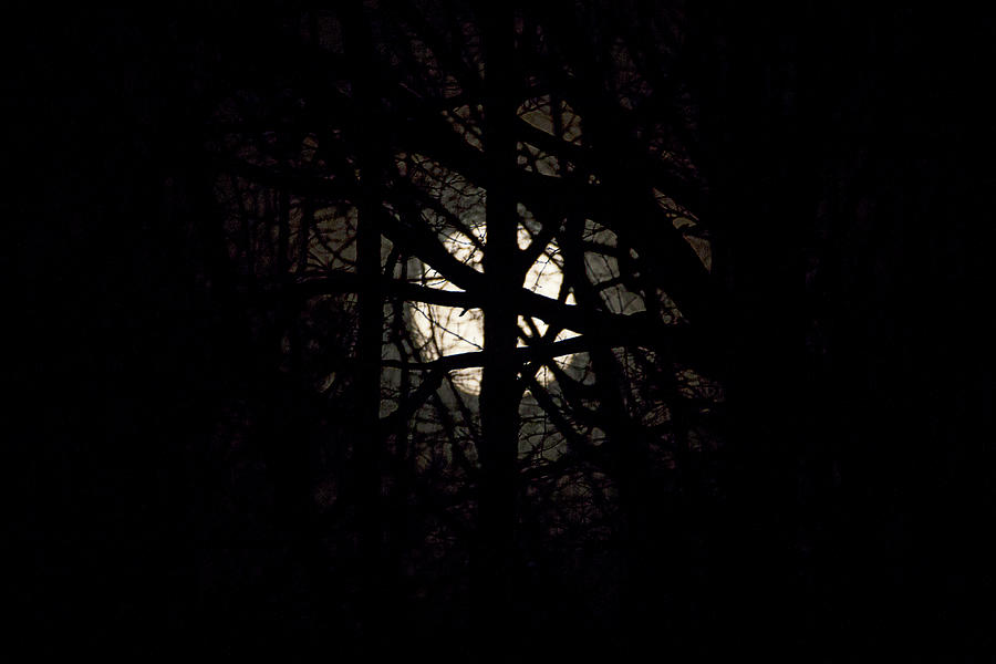 Full Moon Between The Trees Photograph