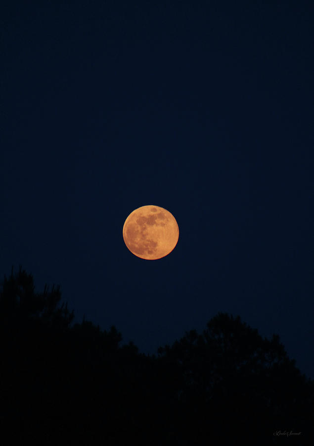 Full Moon Photograph by Linda Sannuti