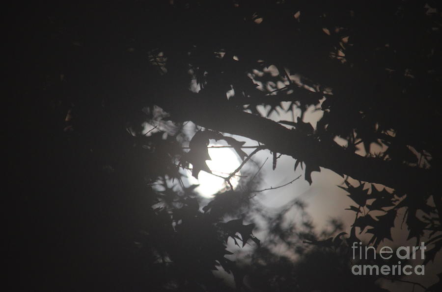 Full Moon Mist Photograph by Maria Urso