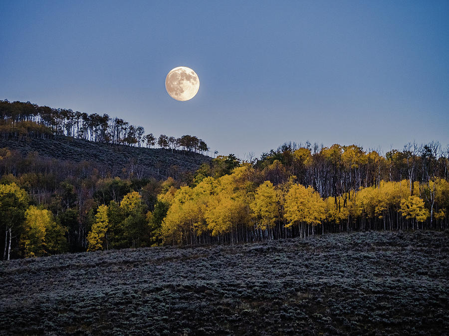 Full Moon Over Aspens Photograph by Johnny Boyd