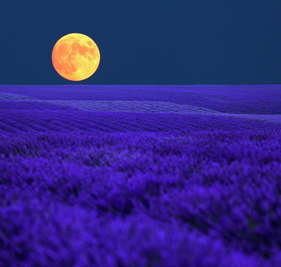 Full Moon Over Lavender Field Digital Art by Peter Fischer