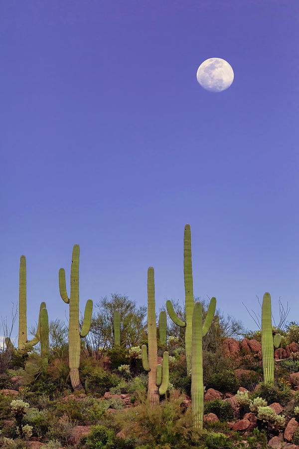 Full Moon Over Saguaro National Monument by Rick Furmanek Full Moon Over Saguaro National Monument by Rick Furmanek