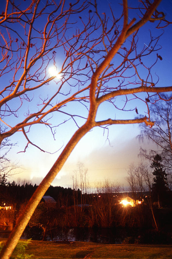 Full Moon Over Sumac Trees Photograph by Aaron Mccoy