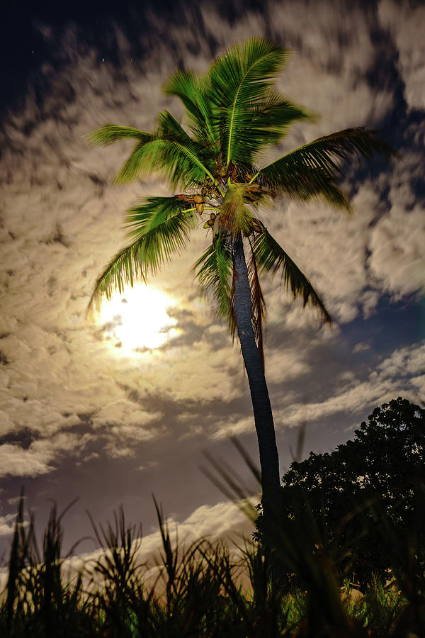 Full Moon Palm Photograph by John Bauer