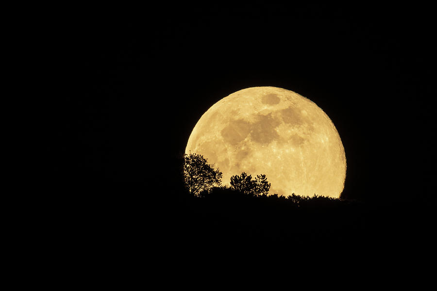 Full moon rising behind a hill with trees Photograph by Stefan Rotter ...