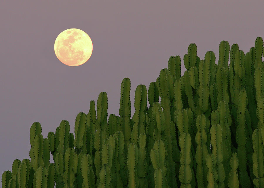 Full Moon Rising Over Cacti Photograph by Achim Mittler, Frankfurt Am Main