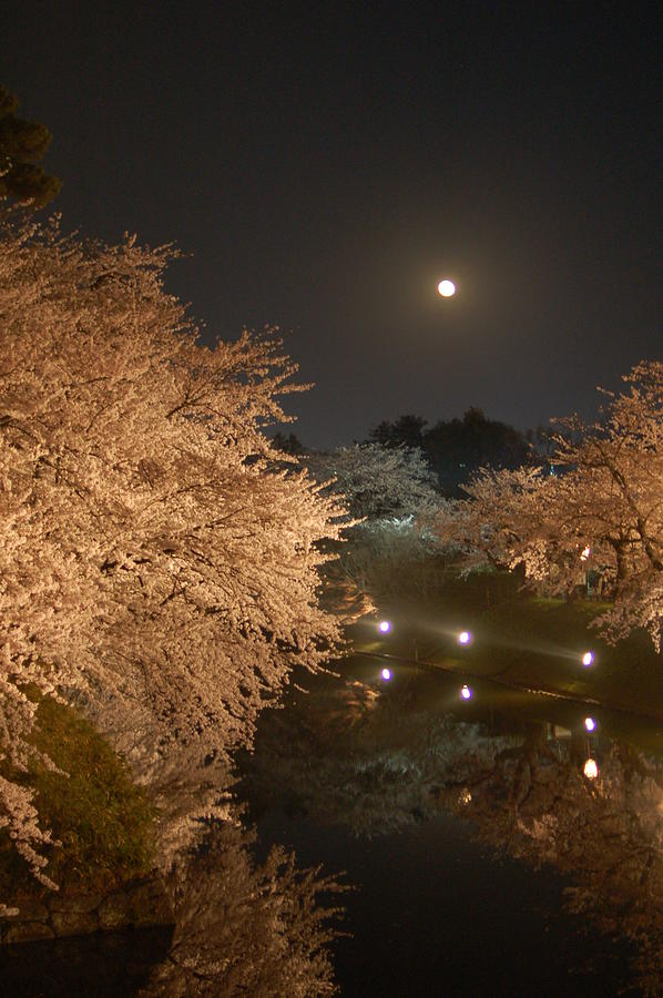 Full Moon Rising Over Cherry Blossom Photograph by Mark Montgomery
