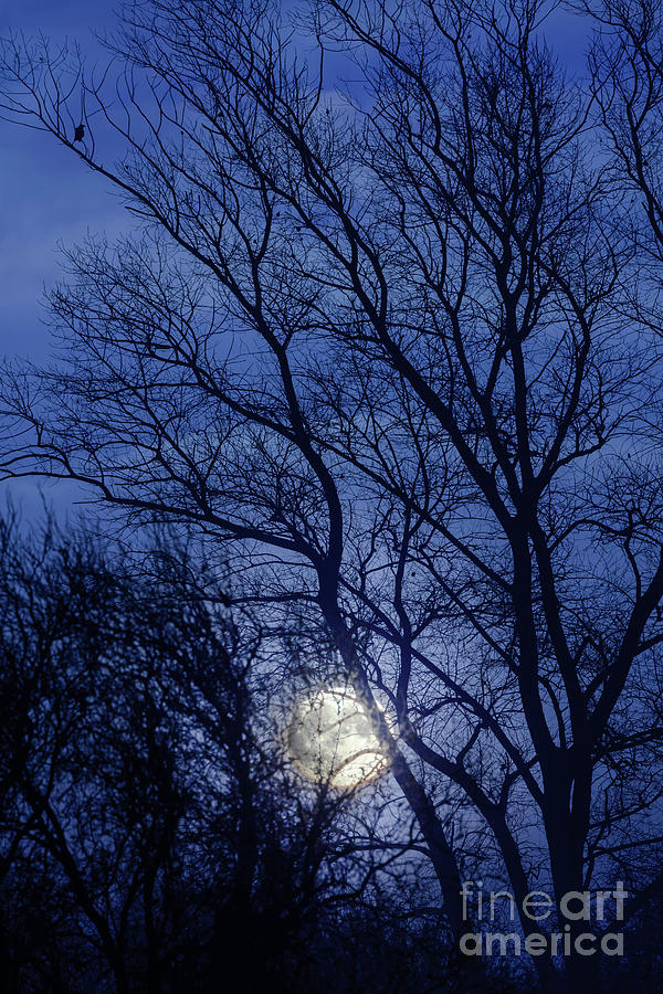 Full moon rising through trees  Photograph by Simon Bratt
