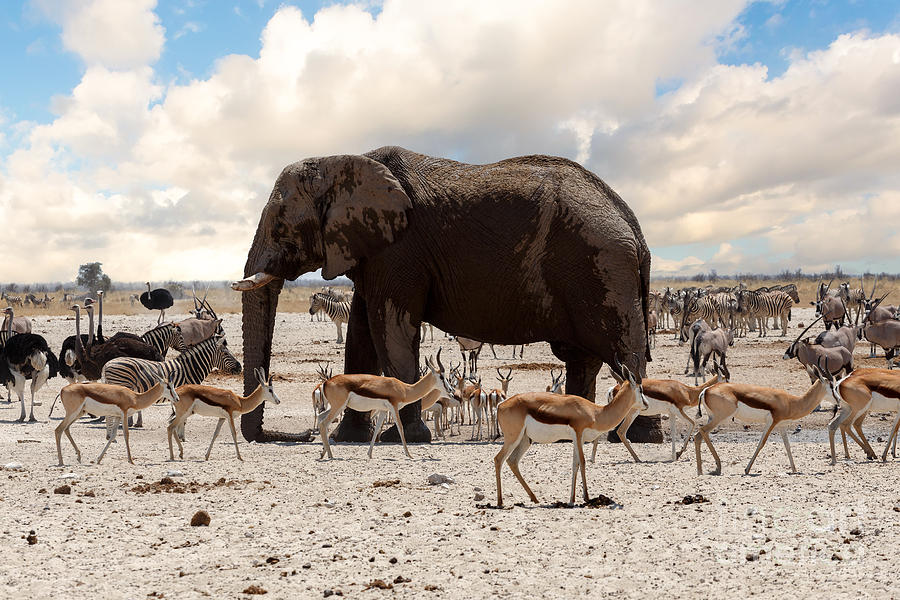 Southern Photograph - Full Waterhole With Elephants, Zebras by Artush Southern Photograph - Full Waterhole With Elephants, Zebras by Artush