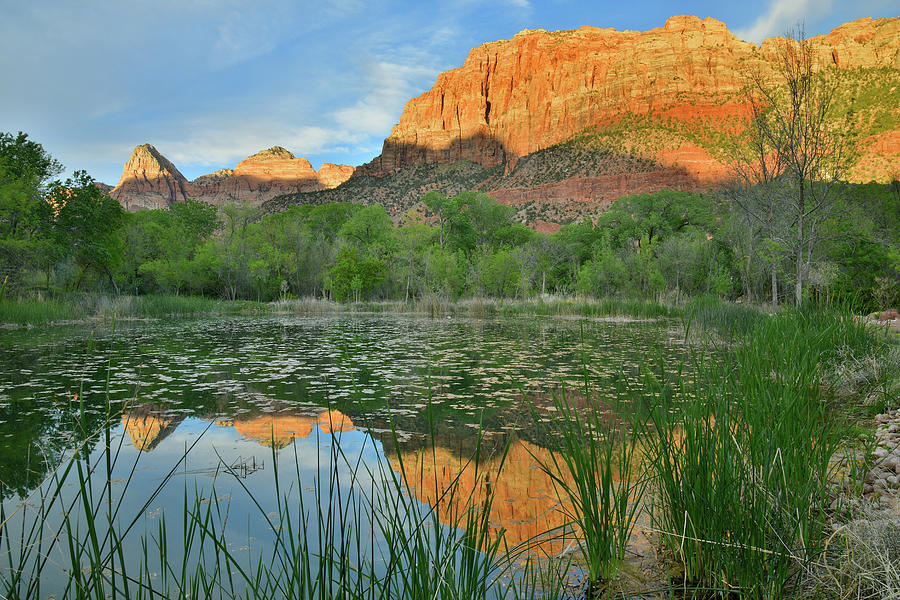 Full Zion Canyon Pond Reflection Photograph by Ray Mathis