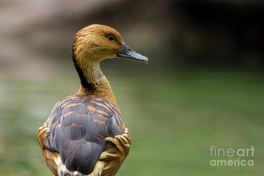 Duck Photograph - Fulvous Whistling Duck by Nando Lardi