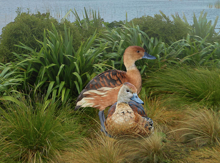 Fulvous Whistling Ducks  Digital Art by M Spadecaller