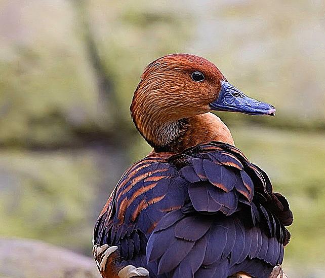 Fulvous Whistling Duck Photograph by Tina M Daniels   Whiskey Birch Studios