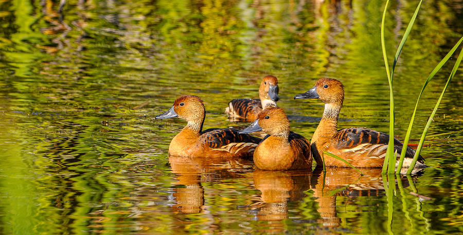 Fulvous Whistling Ducks Photograph by Gene Bollig