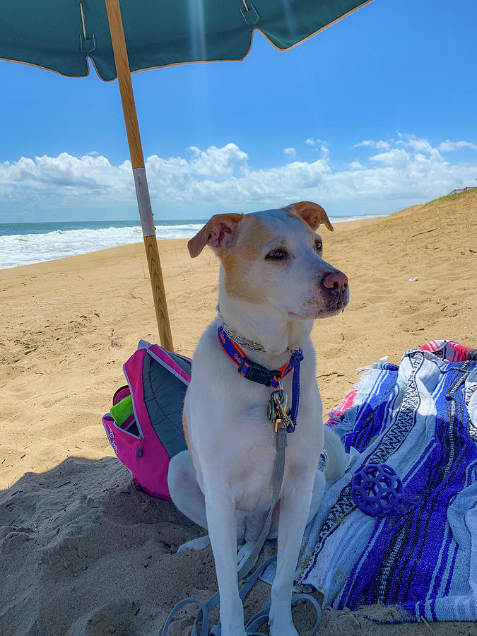 Fun Doggie Day at the Beach Photograph by Lora J Wilson