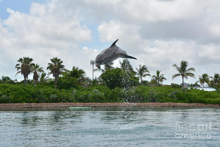 Dolphin Having Fun In The Bahamas  Photograph by Barbra Telfer