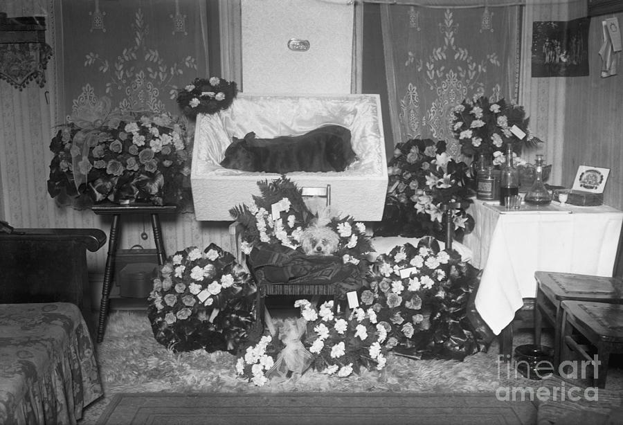 Funeral For Pet Bulldog Photograph by Bettmann