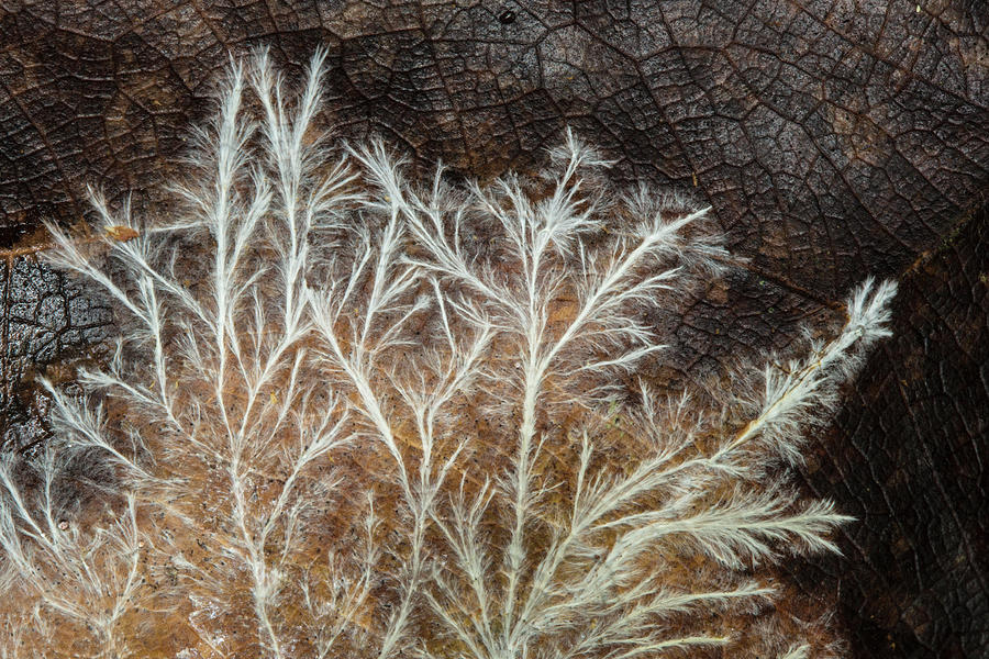 Fungal Mycelium Growing On Decomposing Leaf, Osa, Costa Rica Photograph ...